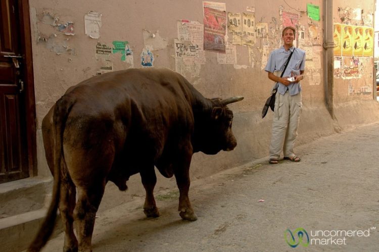 Dan vs. the Bull - Boudhanath, Nepal