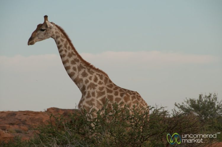 Giraffe at Augrabies National Park - Northern Cape