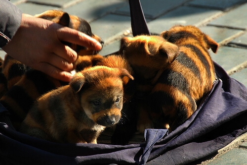 Tiger Striped Dogs in China