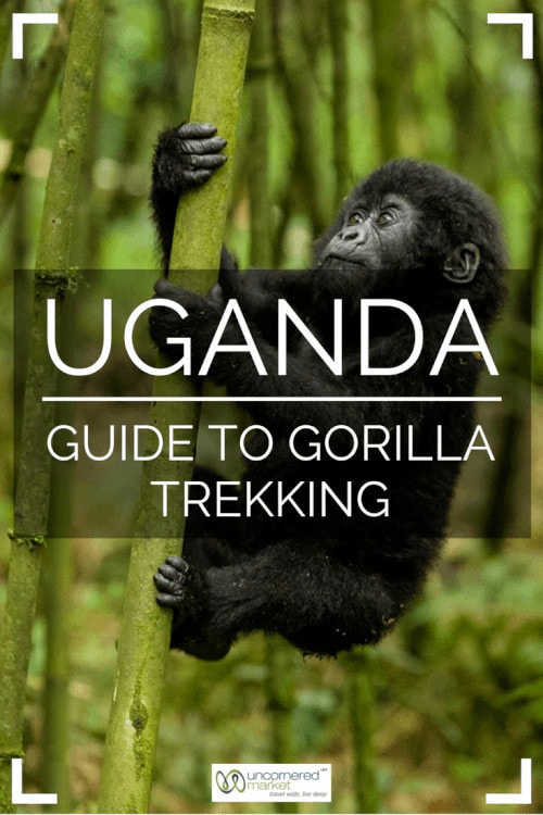 Gorilla Trekking Tips for Uganda