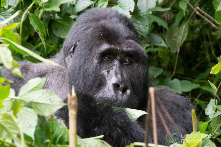 Kakona, the Silverback Gorilla - Bwindi National Park, Uganda