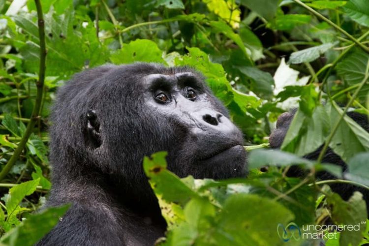 Pensive Gorilla - Bwindi National Park, Uganda