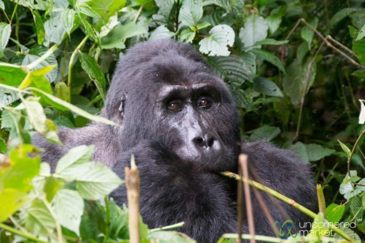 Up Close with Kakono, the Silverback Male Gorilla of the Mishaya Group - Bwindi National Park, Uganda