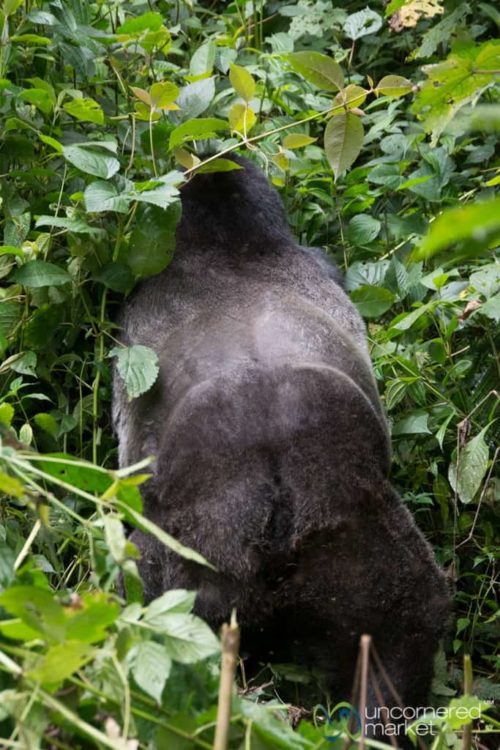 Huge Silverback (Male) Gorilla from Behind - Bwindi National Park, Uganda