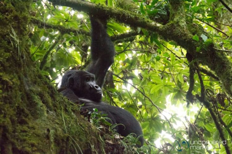 Gorilla Teenager with Belly - Bwindi National Park, Uganda