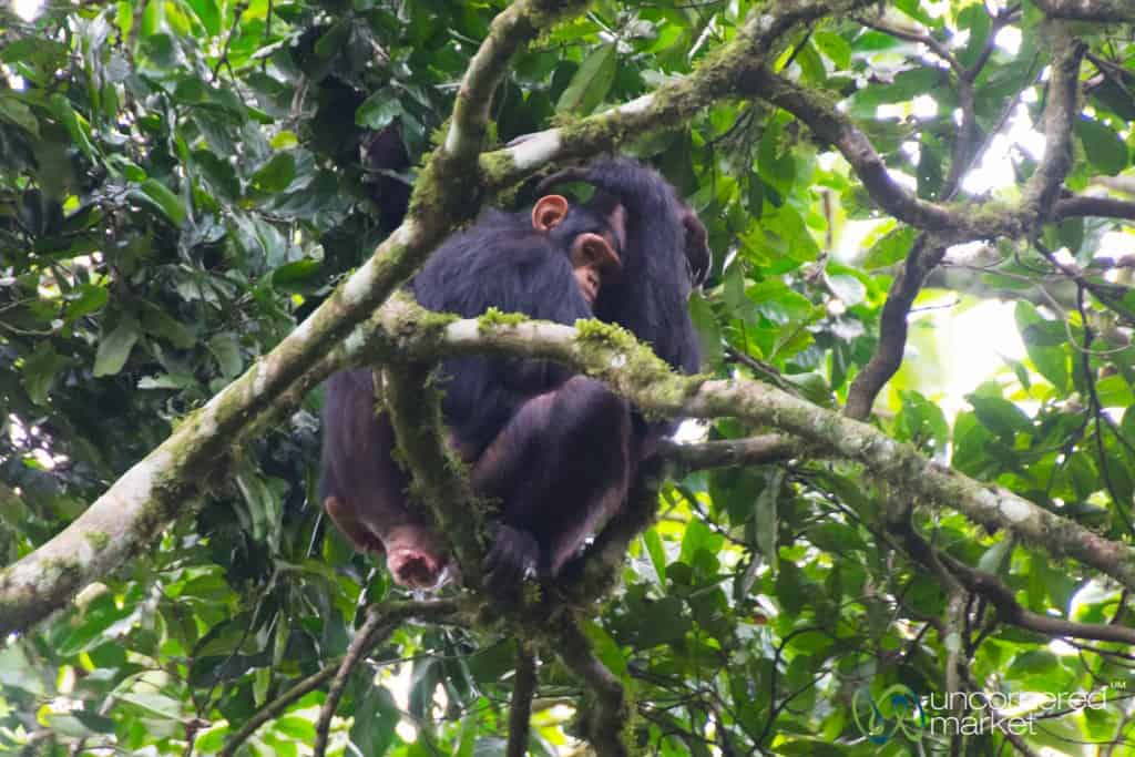 Chimpanzee Mother and Baby - Kalinzu Forest Reserve, Uganda