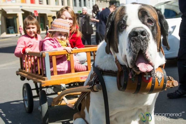 Saint Bernard in Basel, Switzerland