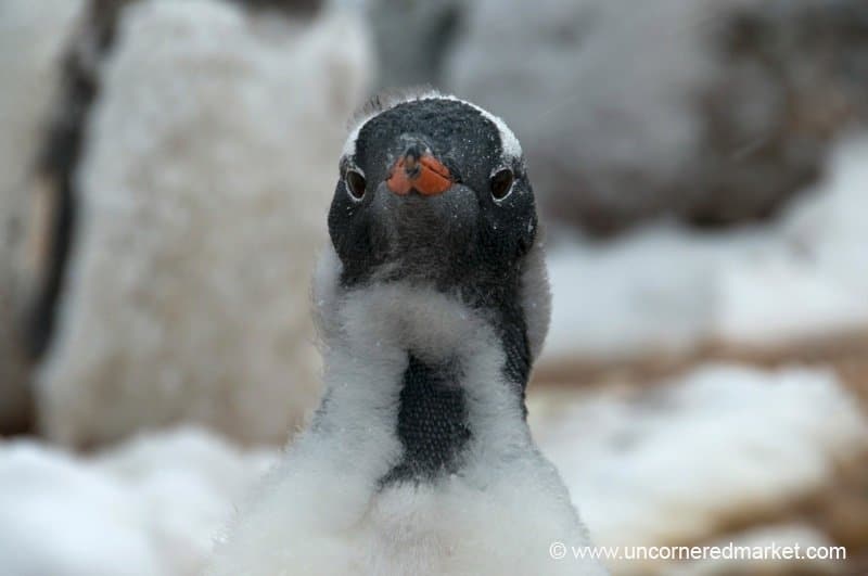 Gentoo Penguin Becoming an Adult - Antarctica