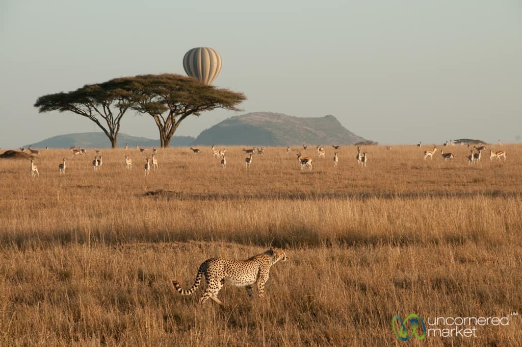 Cheetah on Hunt with Hot Air Balloon Behind - Serengeti, Tanzania