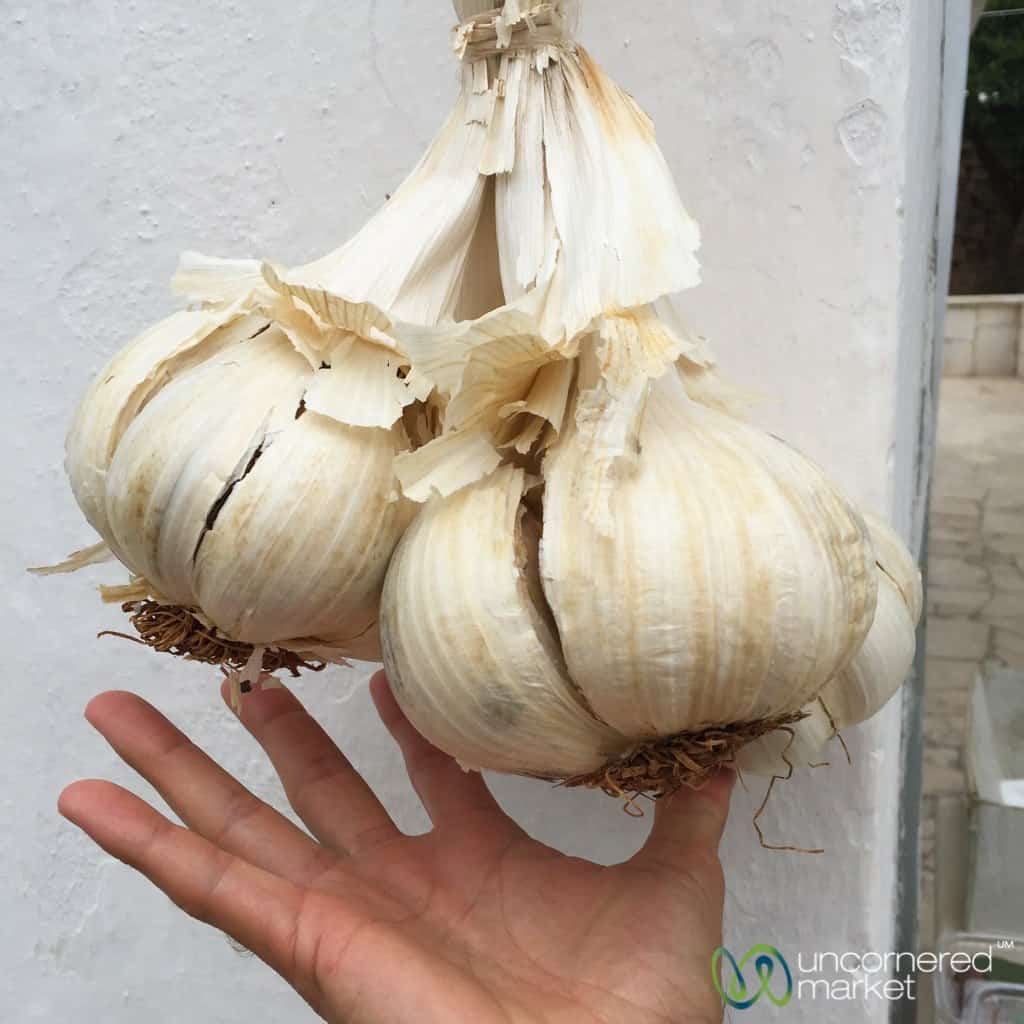 Alberobello Giant Garlic