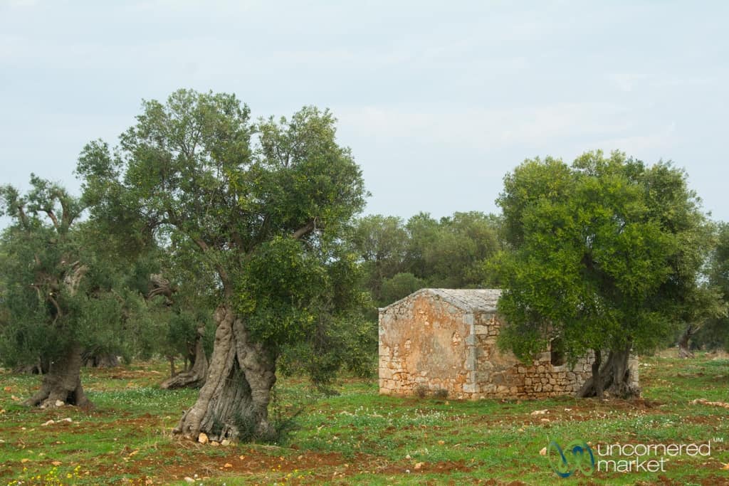 Puglia Olive Trees 
