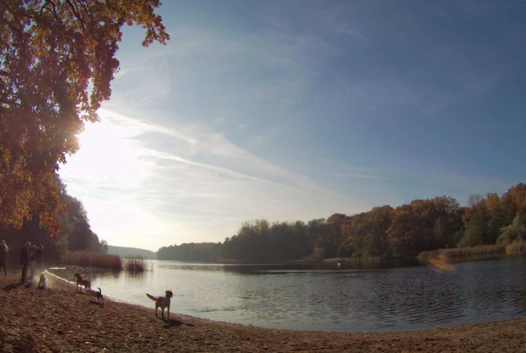 Tom Tom Bandit Review