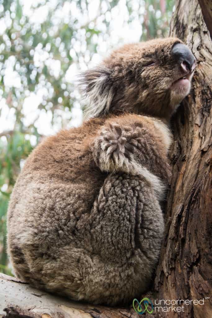 Australia Vacation, Koalas