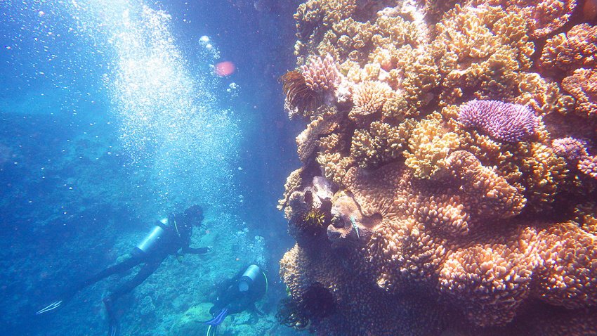 Australia Vacation, Scuba Diving Great Barrier Reef
