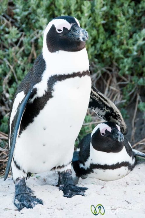Things to do in Cape Town, Penguins at Boulders Beach