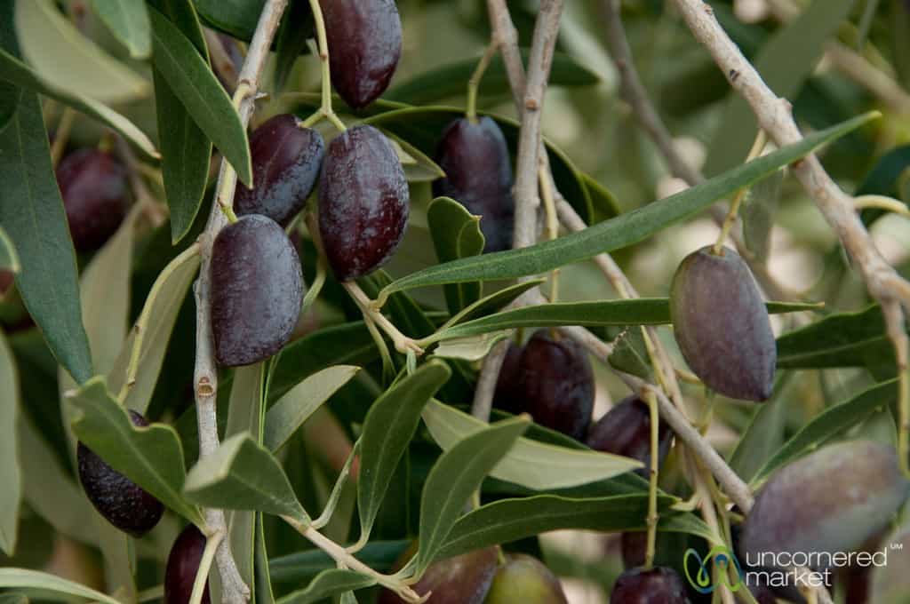 Cretan Olives