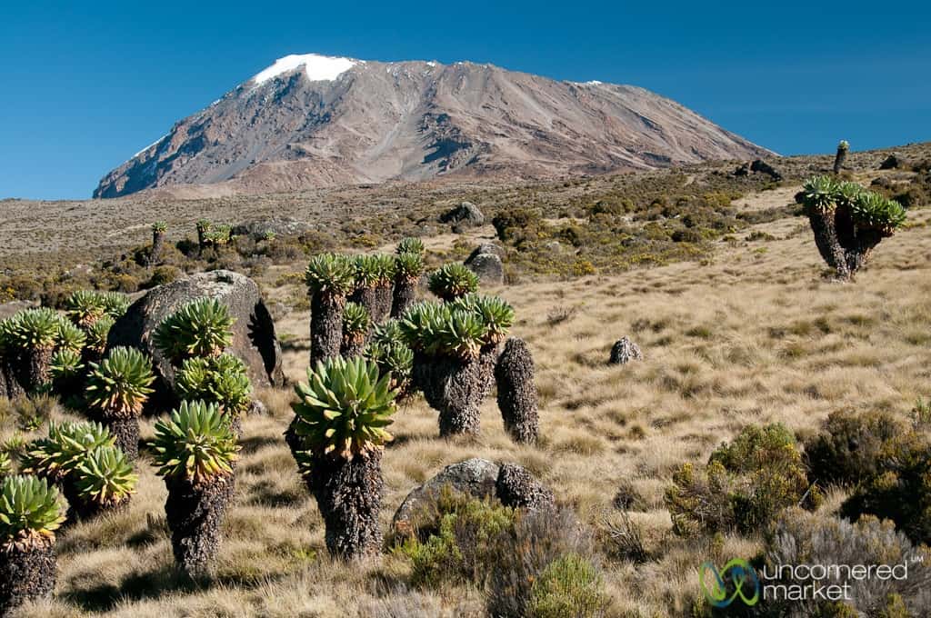 Climbing Kilimanjaro, Marangu Route Views of Peak