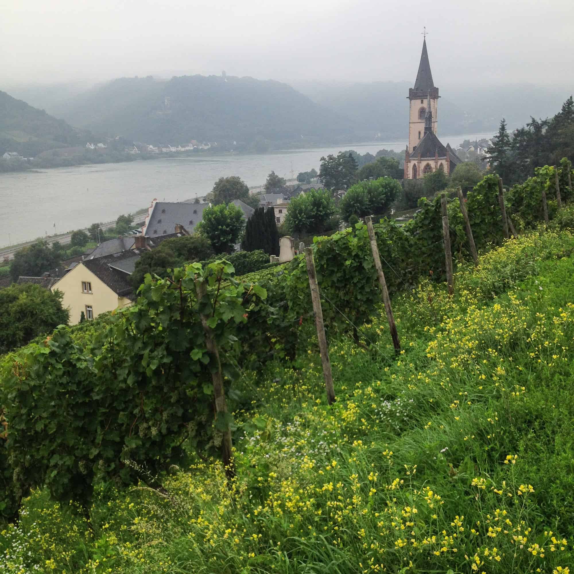 Rhine River Itinerary, Lorch Vineyards