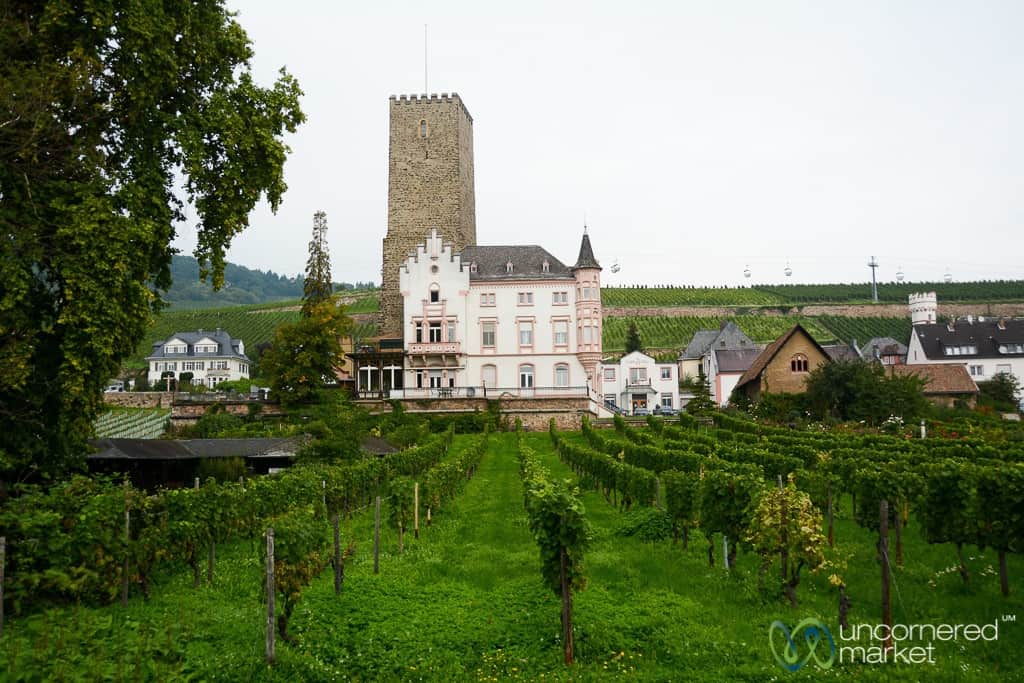 Rhine River Vineyard