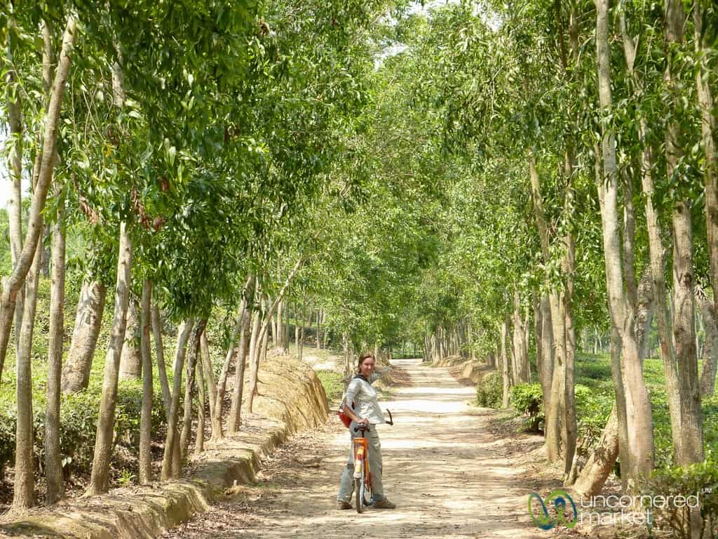 Bangladesh Travel, Cycling through Srimongal Tea Plantations