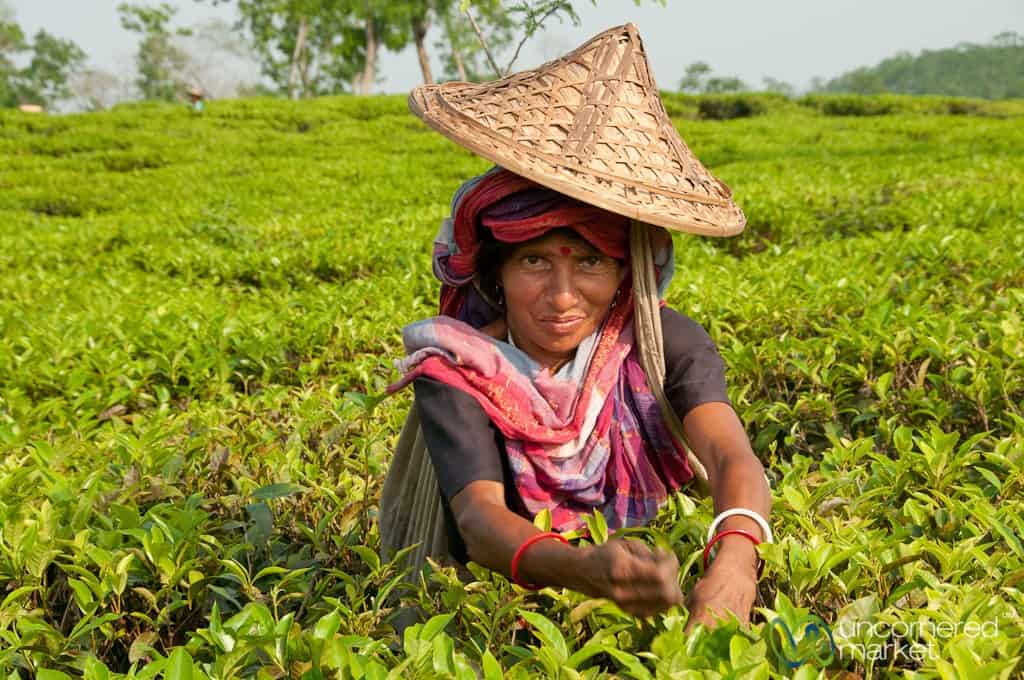 Bangladesh Travel, Tea Estates near Srimongal