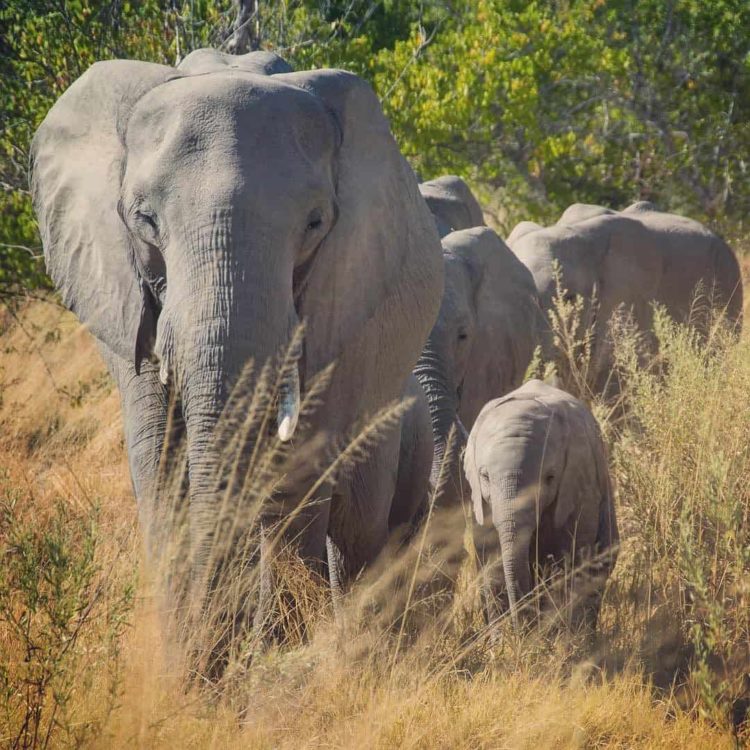 Botswana Safari, Elephant Family