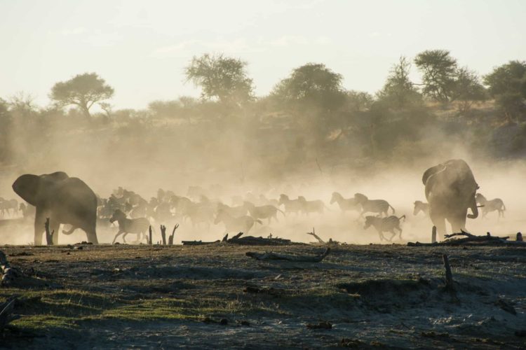 Botswana Safari, Elephants and Zebra Migrations