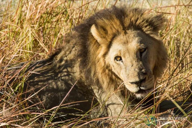 Botswana Safari, Lions