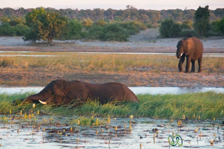 Chobe National Park, Elephants in Water
