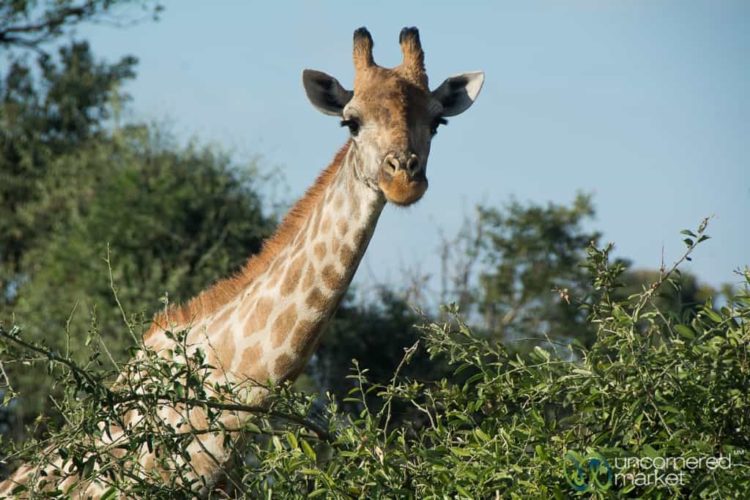 Chobe National Park, Giraffes
