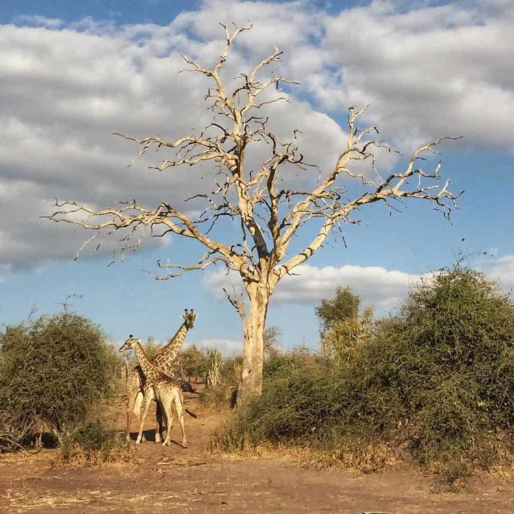 Chobe National Park Safari, Giraffes