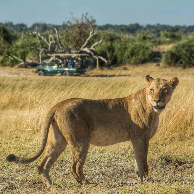 Chobe National Park Safari, Lionness 