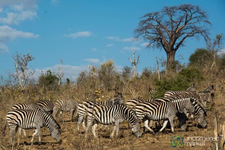 Chobe National Park Safari, Zebras