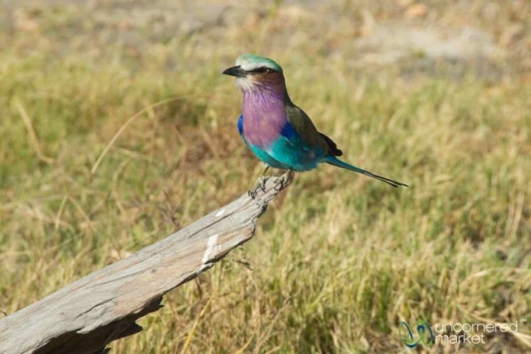 Chobe National Park, Birds