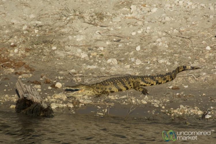 Chobe National Park, Crocodile at River