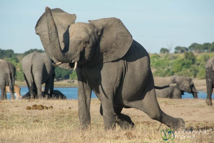 Chobe National Park, Elephants at the Chobe River