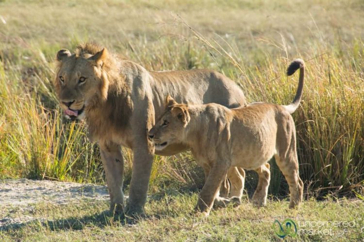 Chobe National Park Safari, Young Lions