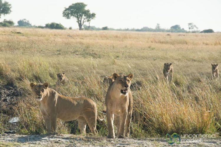 Chobe National Park Safari, Tracking Lions