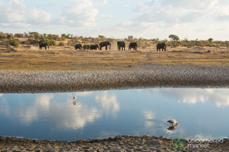 Botswana Safar, Elephants and Storks