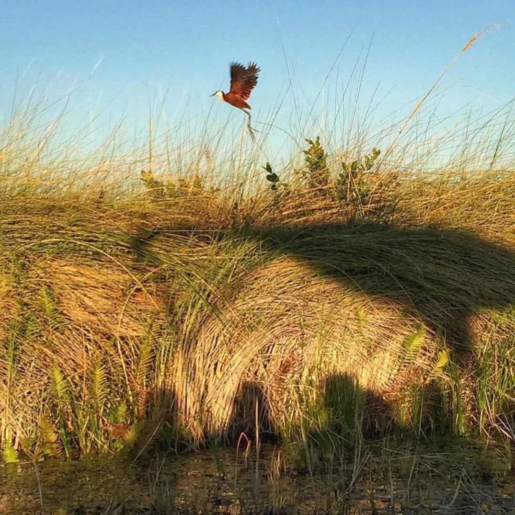 Bird Watching in the Okavango Delta, Botswana