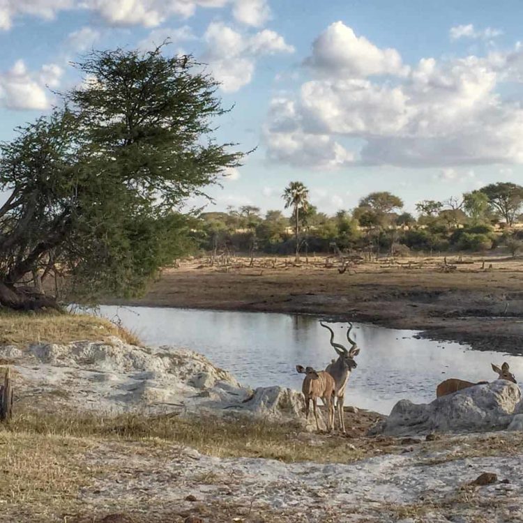 Okavango Delta Botswana, Safari Game Drive