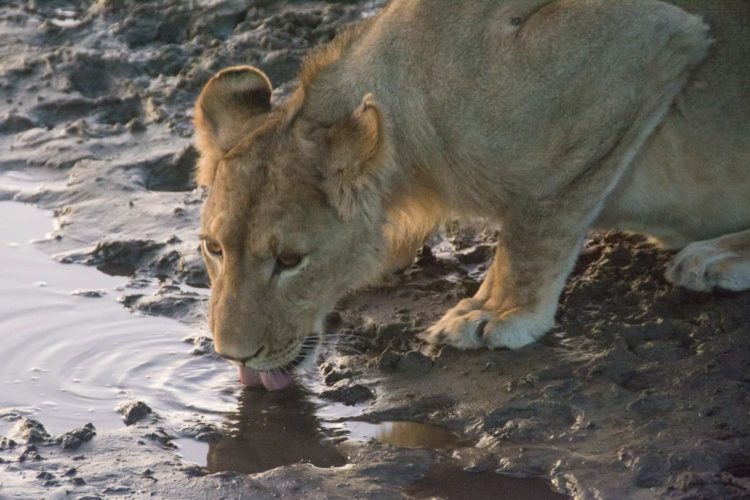 Botswana Game Drive, Lion at Boteti River