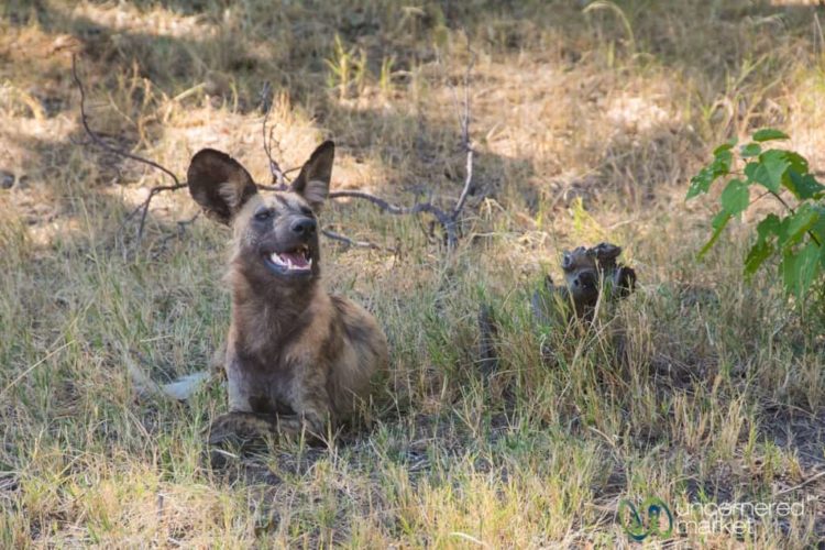 Okavango Delta Game Drive, Wild Dogs