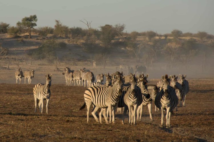 Botswana Zebra Migration
