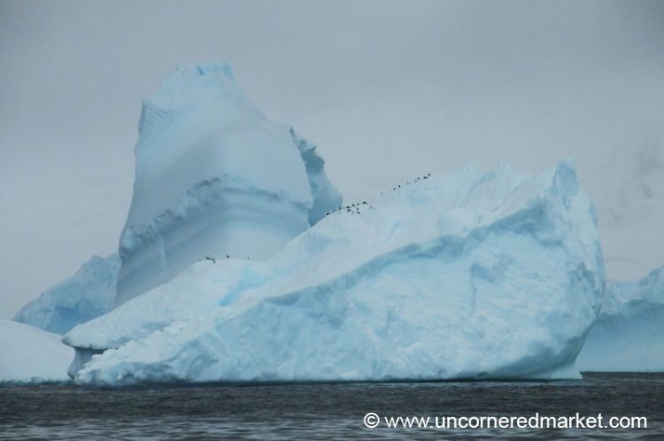 South of the Antarctic Circle, Birds on Glaciers