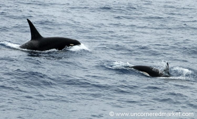 Antarctica Travel, Killer Whales By the Boat