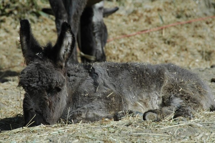 Central Asia Travel, Baby Donkey in the Pamir Mountains