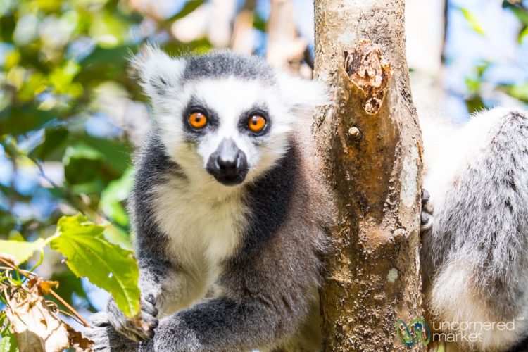 Madagascar Sustainable Tourism and Conservation of Lemurs