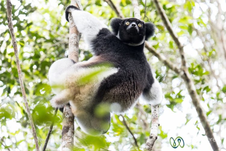 Madagascar Sustainable Tourism and Conservation