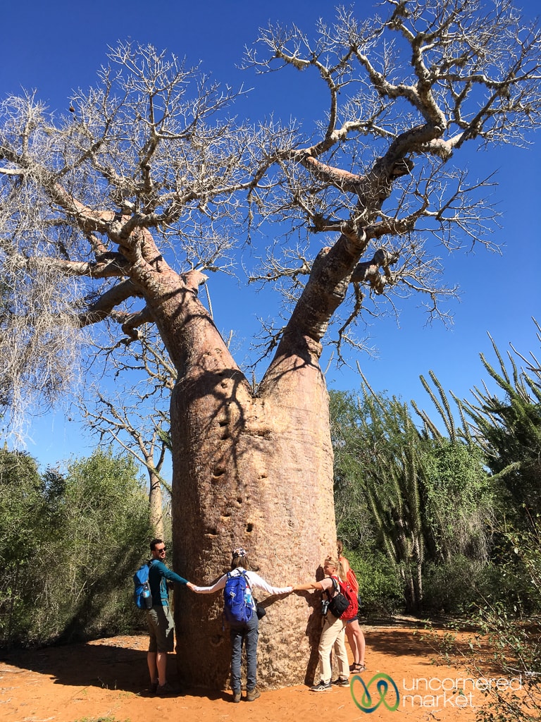 Madagascar Travel, Baobab Trees